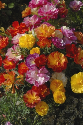 Picture of Eschscholzia - Jelly Beans